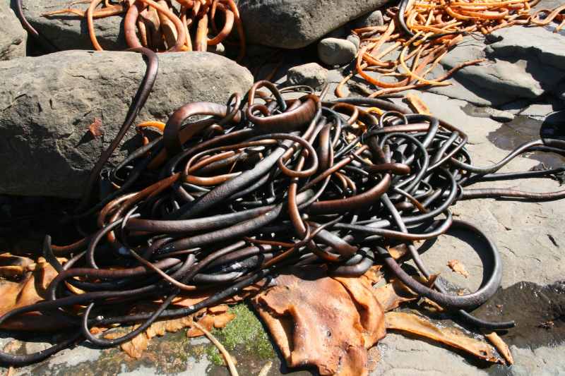 Nieuw-Zeeland 2011 - 1833